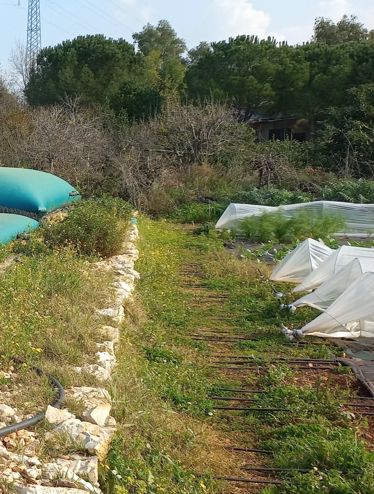 Où positionner la rampe principale d arrosage Communauté jardinier