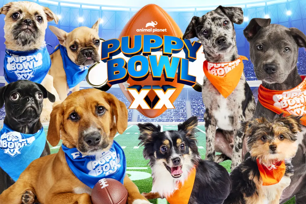 Puppy Bowl 2024 winner recap Team Ruff adorably upsets Team Fluff