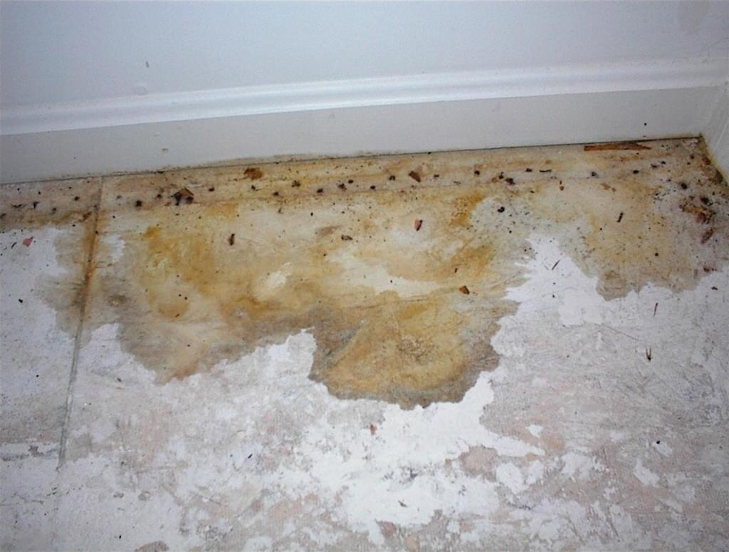 Cat urine best sale in subfloor